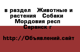  в раздел : Животные и растения » Собаки . Мордовия респ.,Саранск г.